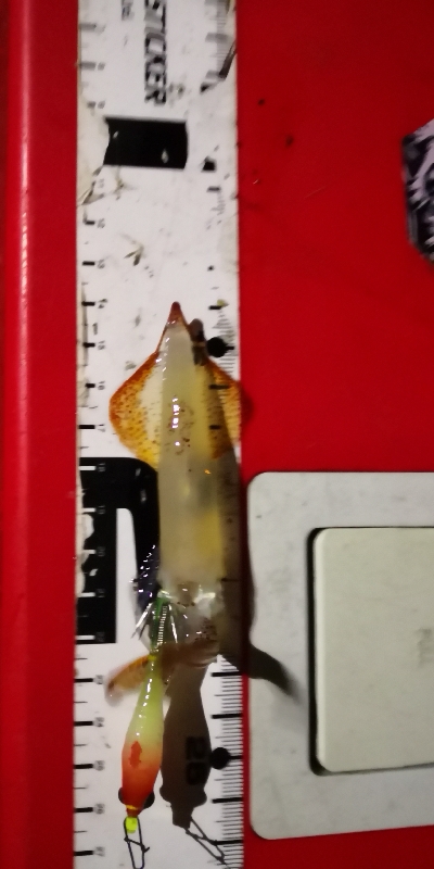 アジング練習 245