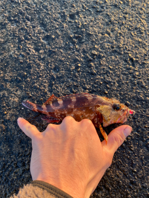 ライトゲームにて