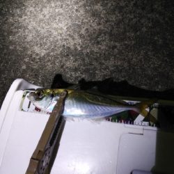 釣り初めアジング