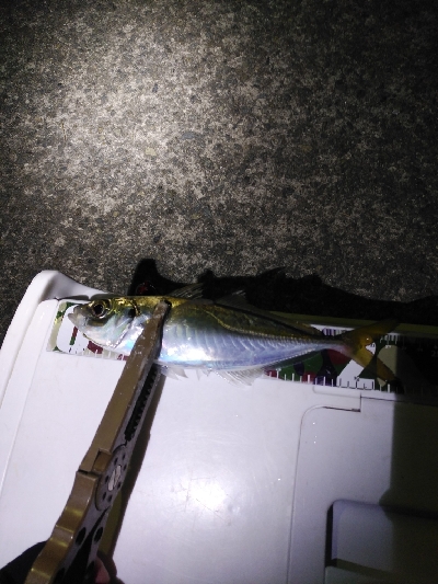 釣り初めアジング