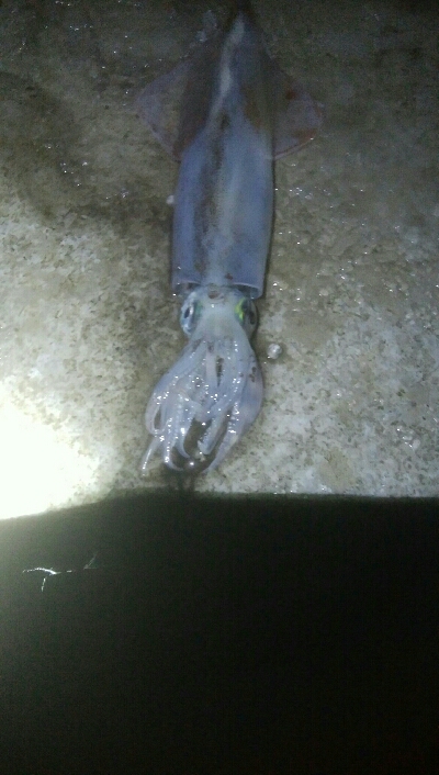 2021年　初釣行　槍烏賊1杯