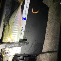 1月2日からアジング