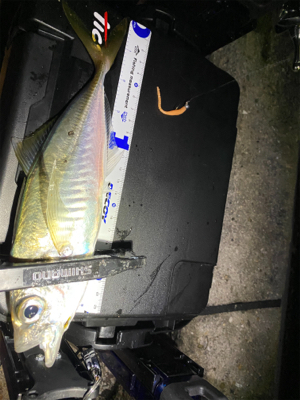 1月2日からアジング