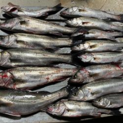 初釣りボートシーバス2021