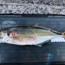 朝マズメチャレンジ