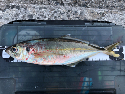 朝マズメチャレンジ