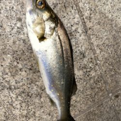 お手軽エサ釣り