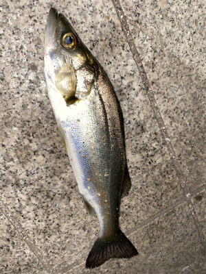 お手軽エサ釣り