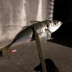 年初めアジング