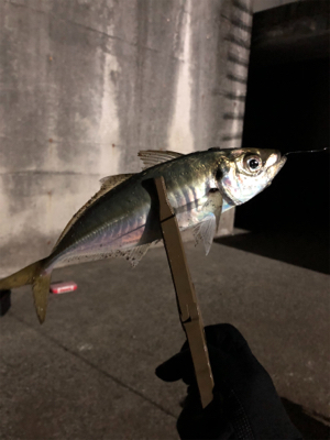 年初めアジング