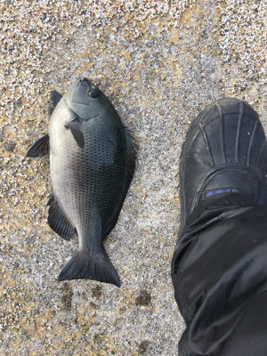 年一回のフカセ釣り