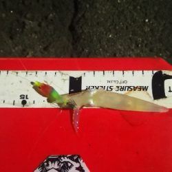 アジング練習 246  ヒイカ調査