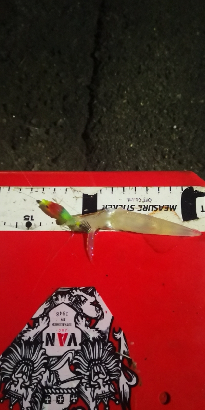 アジング練習 246  ヒイカ調査