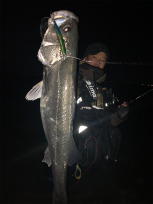 あけおめシーバス、ランカーいったか？！