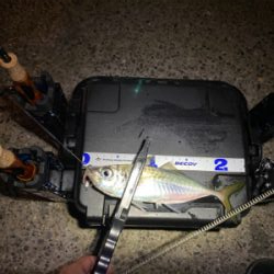 尺アジを沢山見た日　横で釣られた日