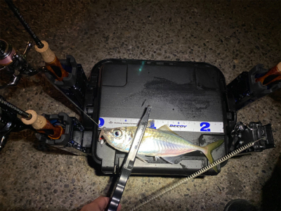 尺アジを沢山見た日　横で釣られた日
