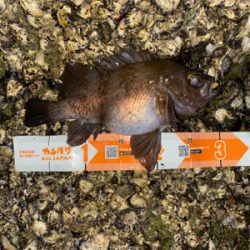 急遽の淡路遠征