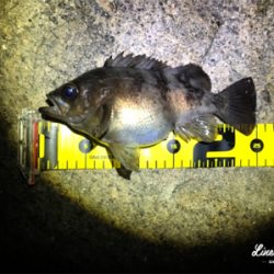 初釣りメバリング