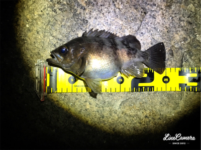 初釣りメバリング