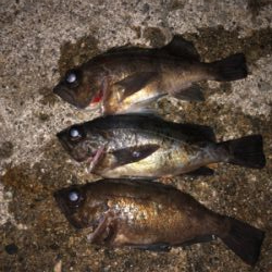 朝マズメマズメチャレンジ