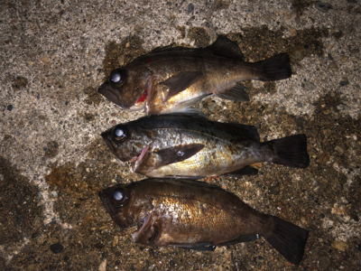 朝マズメマズメチャレンジ