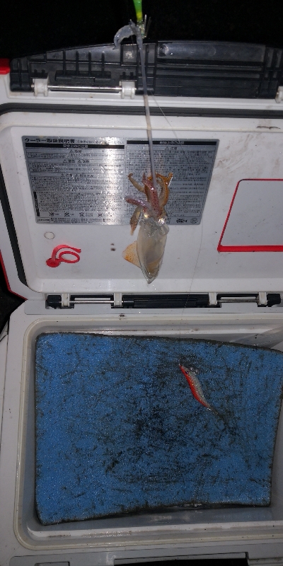 アジング練習 247  ヒイカ調査