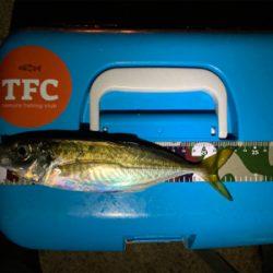 今年最初のアジング！