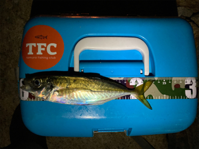 今年最初のアジング！