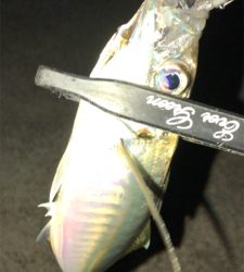 アジングナイト(初釣り成功)