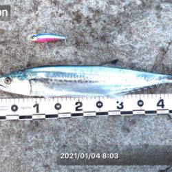 1月4日の親海公園