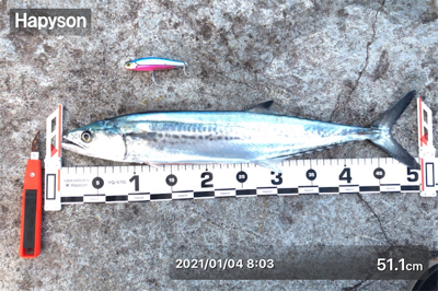 1月4日の親海公園