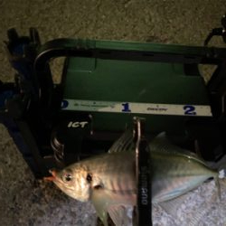 短時間アジング　本番