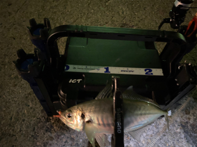 短時間アジング　本番