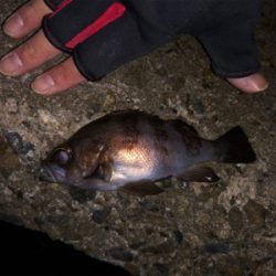 初釣り、鱗付け