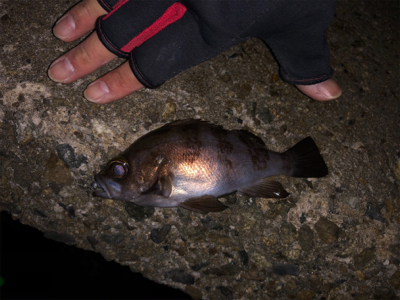 初釣り、鱗付け