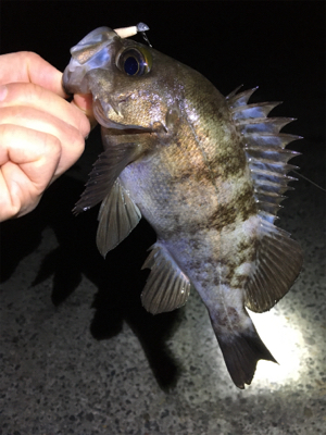 ナイトゲームメバリング