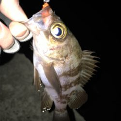 2021ライトゲーム第1戦