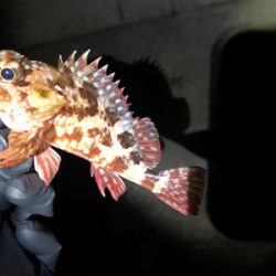 相手してくれるのはガシラ君だけ