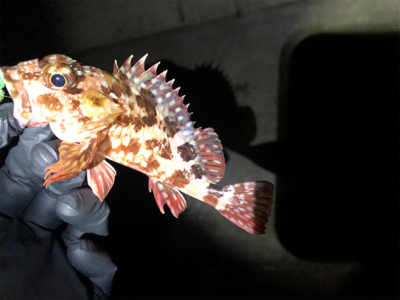 相手してくれるのはガシラ君だけ