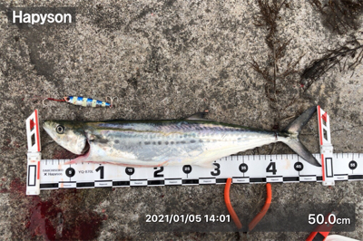 短期決戦 千歳のサゴシ