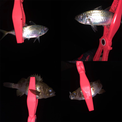 水温が下がったっぽい