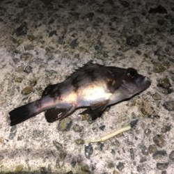 爆風メバリング