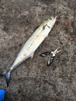 サゴシが食べたくて