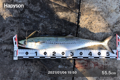 白杉でのサゴシゲーム