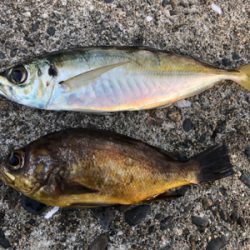 朝マズメチャレンジ