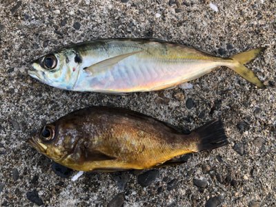 朝マズメチャレンジ