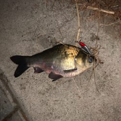 ヘラブナ&ウグイ