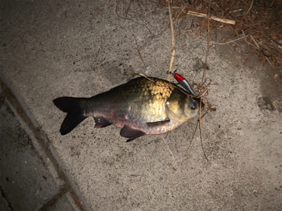 ヘラブナ&ウグイ