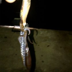 渋いけどヒイカまだ釣れます(^.^)