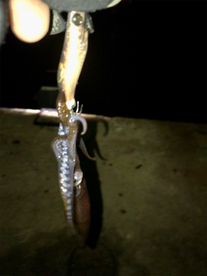 渋いけどヒイカまだ釣れます(^.^)